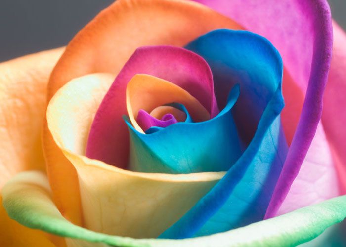 fiori-olandesi-arcobaleno